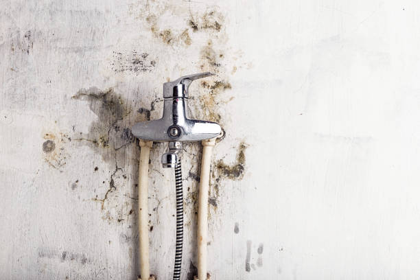 Reliable Ridgefield Park, NJ Mold Removal Solutions