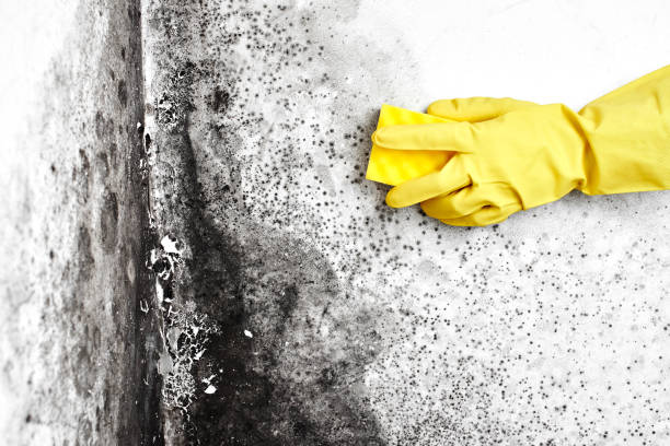 Best Crawl Space Mold Removal  in Ridgefield Park, NJ