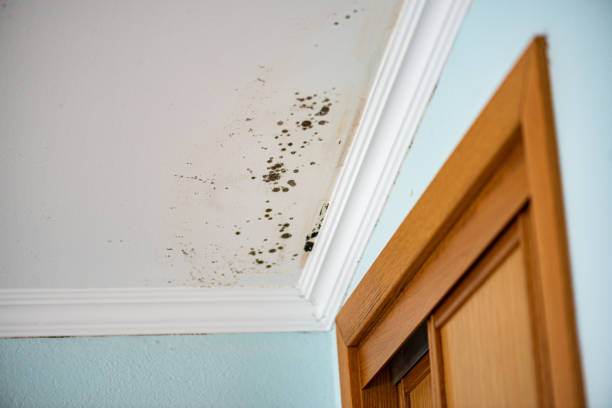 Home Mold Removal in Ridgefield Park, NJ