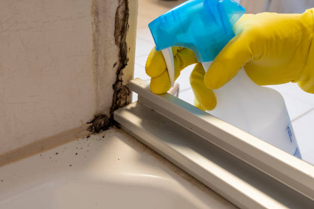 Best Best Mold Removal Companies  in Ridgefield Park, NJ