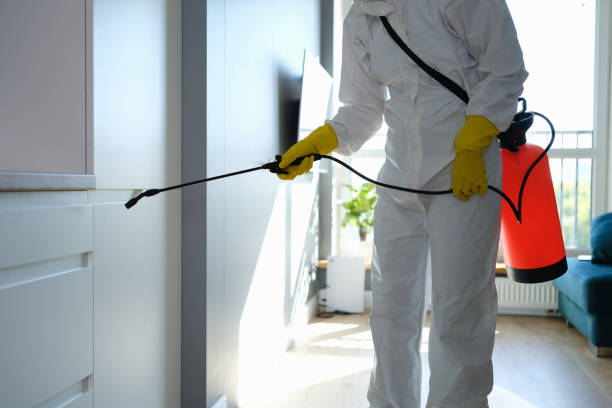 Best Home Mold Removal  in Ridgefield Park, NJ