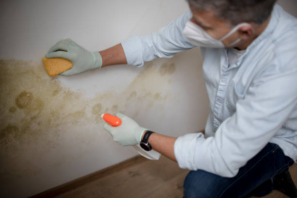 Best Mold Testing  in Ridgefield Park, NJ