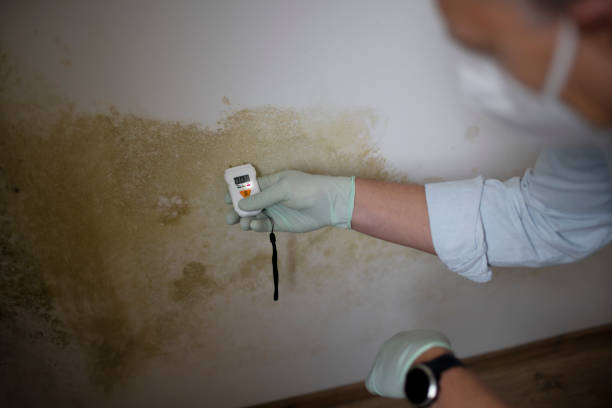 Best Office Mold Removal Services  in Ridgefield Park, NJ