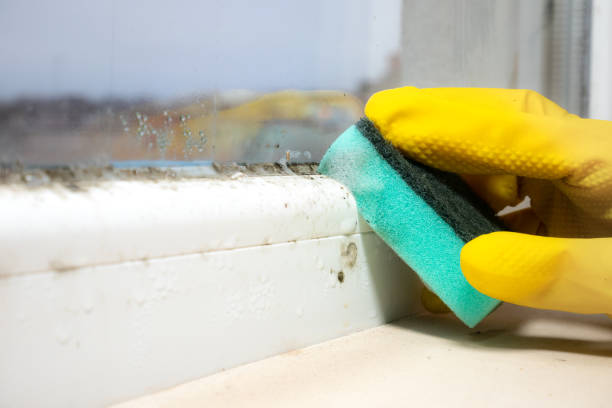 Best Local Mold Removal Service  in Ridgefield Park, NJ