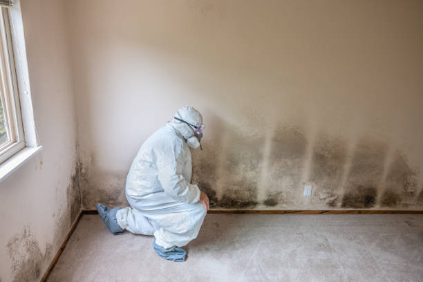Best Mold Removal Specialists  in Ridgefield Park, NJ