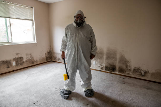 Best Mold Removal Company Near Me  in Ridgefield Park, NJ