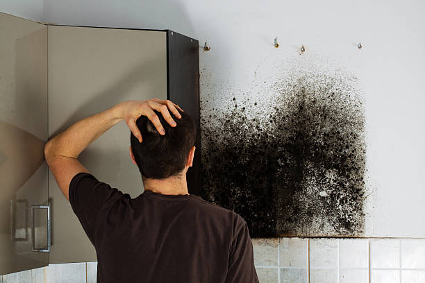 Best Mold Removal and Inspection  in Ridgefield Park, NJ